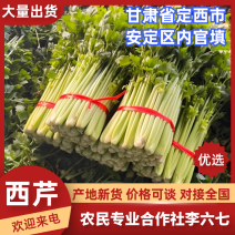 西芹甘肃西芹定西西芹基地直发提供一条龙服务欢迎咨询