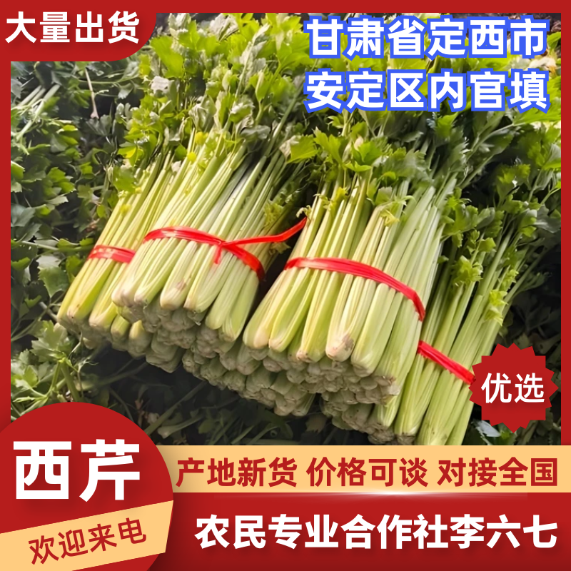西芹甘肃西芹定西西芹基地直发提供一条龙服务欢迎咨询