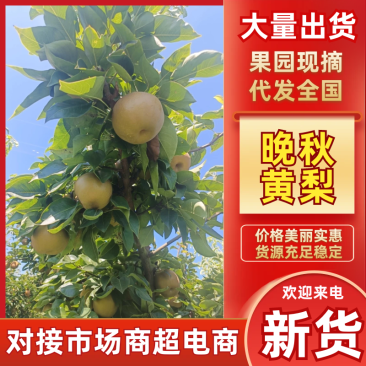 晚秋黄梨湖北晚秋黄梨皮薄多汁入口化渣对接全国市场