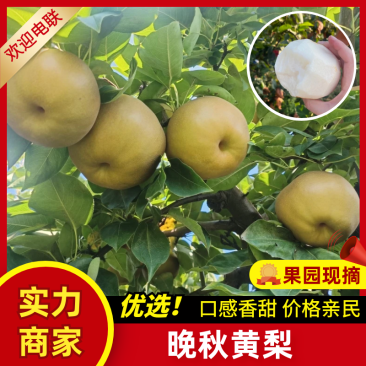 湖北晚秋黄梨精品晚秋黄梨产地现摘现发量大从优欢迎咨询