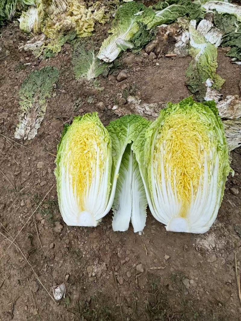 白菜