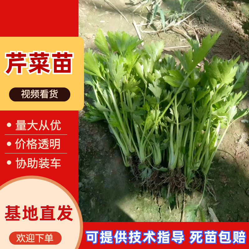 【芹菜苗】河南滑县精品芹菜苗产地直发可对接全国各地市场