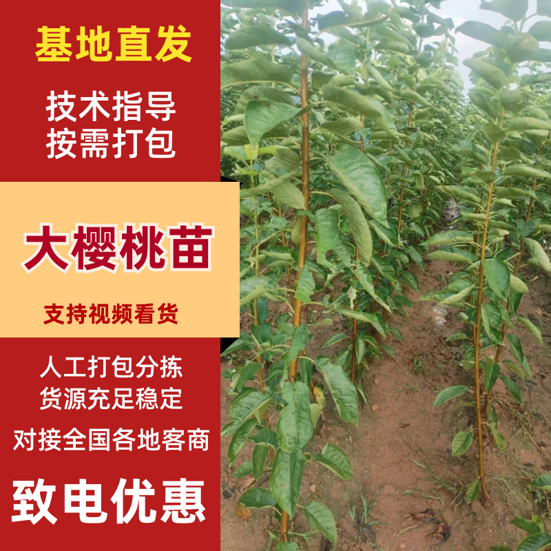 【大樱桃苗】红黄品类美早/弗里斯克/沙王/拉宾斯/