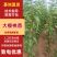 【大樱桃苗】红黄品类辉煌一5/玲珑翠/金脆蜜/黄蜜/佳红