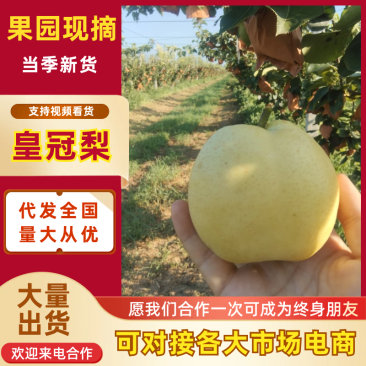 【实力推荐】山东东营皇冠梨大量上市产地直发品质保障可视频