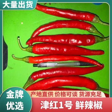 河北邯郸津红1号鲜辣椒新鲜杭椒基地直供欢迎来电咨询