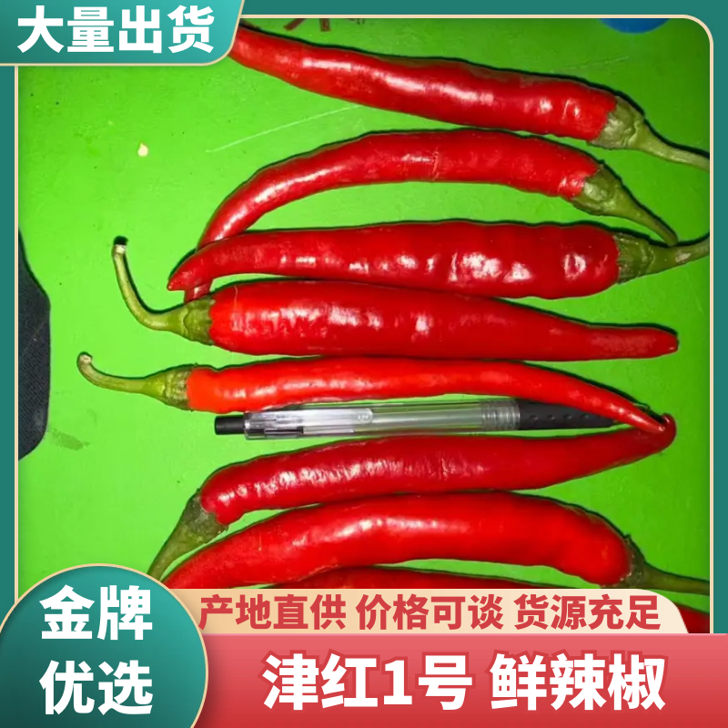 河北邯郸津红1号鲜辣椒新鲜杭椒基地直供欢迎来电咨询