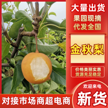 供应高山区金秋梨
