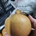 供应高山区金秋梨