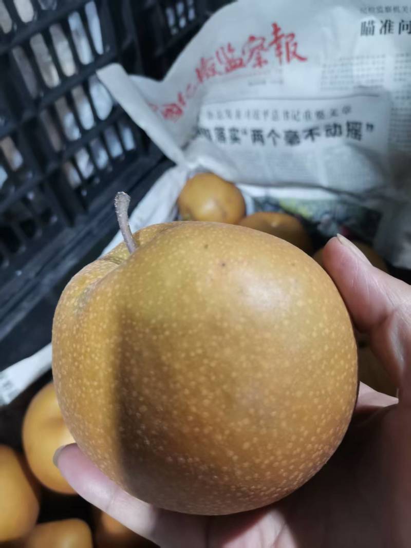 供应高山区金秋梨