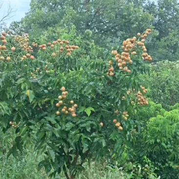 遵义晚熟龙眼苗，宝石一号桂圆、水兰一号、褔晚9号、青皮等