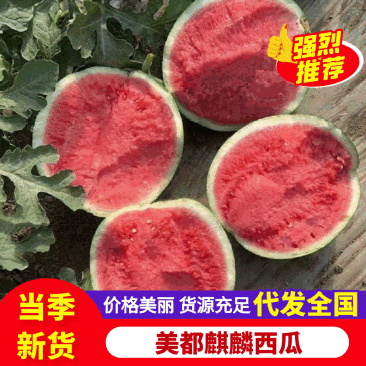 陕西无籽美都麒麟西瓜大量有货量大从优基地直供可视频看货欢