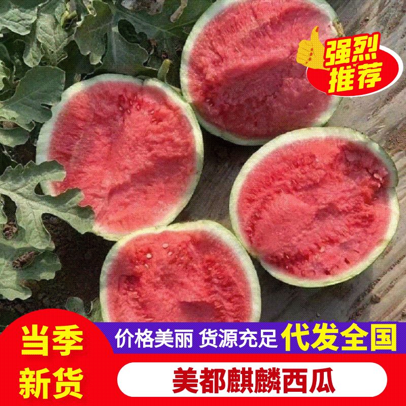 陕西无籽美都麒麟西瓜大量有货量大从优基地直供可视频看货欢