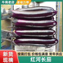 【横茄】优质产地长茄，货优量足，欢迎选购，合作共赢