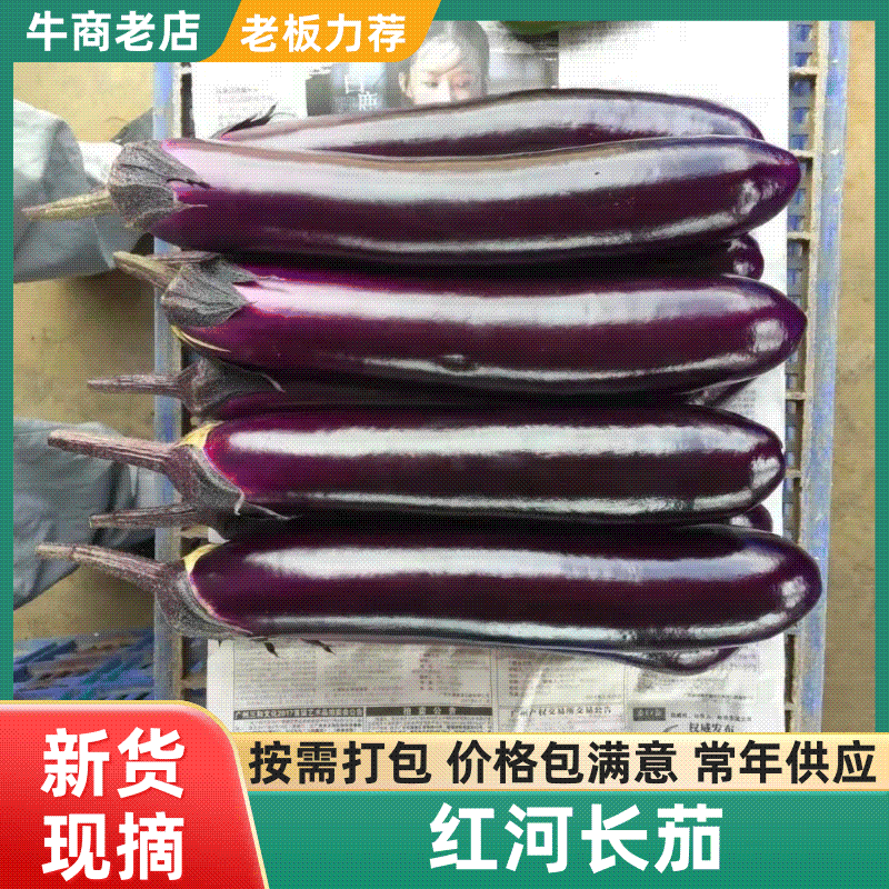 【横茄】优质产地长茄，货优量足，欢迎选购，合作共赢