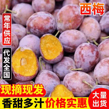 精品西梅大量有货基地直供现摘现发可视频看货量大从优