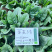 欧兰德趴地菠菜种子黑圆叶红根菠菜种籽耐寒越冬高产基地种植