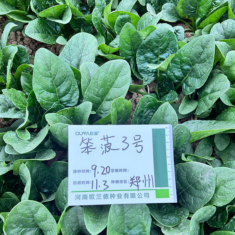 欧兰德趴地菠菜种子黑圆叶红根菠菜种籽耐寒越冬高产基地种植