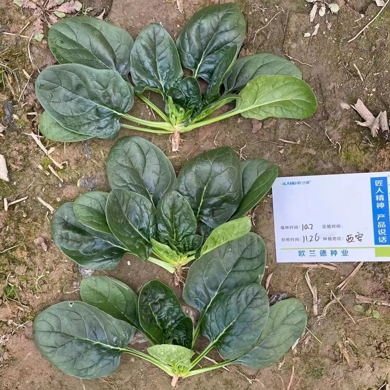 欧兰德趴地菠菜种子黑圆叶红根菠菜种籽耐寒越冬高产基地种植