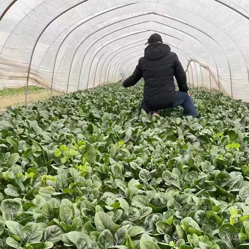 欧兰德趴地菠菜种子黑圆叶红根菠菜种籽耐寒越冬高产基地种植