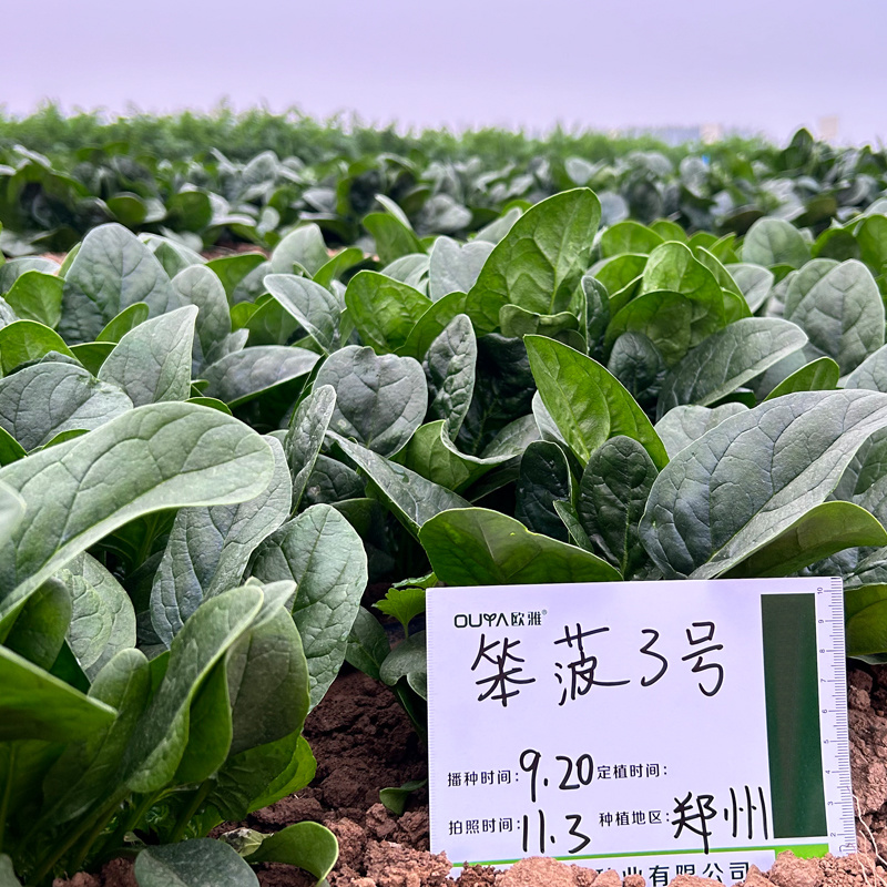 欧兰德趴地菠菜种子黑圆叶红根菠菜种籽耐寒越冬高产基地种植