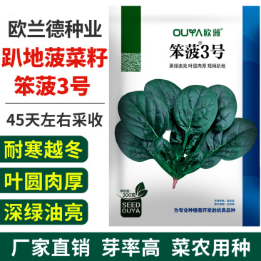欧兰德趴地菠菜种子黑圆叶红根菠菜种籽耐寒越冬高产基地种植