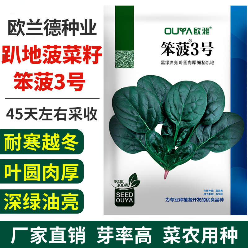 欧兰德趴地菠菜种子黑圆叶红根菠菜种籽耐寒越冬高产基地种植