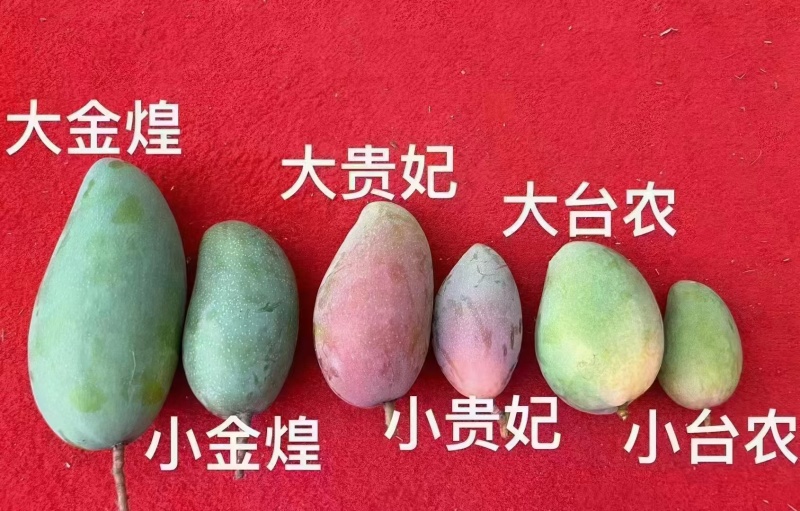 自有果园，【产地直供】【一件代发】【招代理】