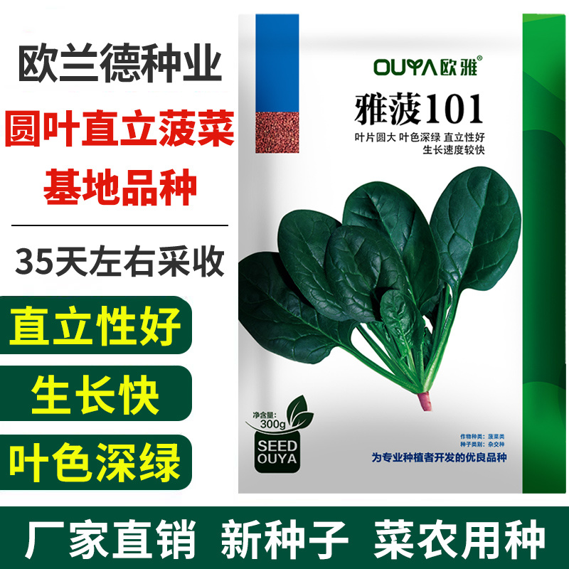 耐寒菠菜种子红根直立圆叶深绿油亮春秋越冬露地趴地菠菜种籽