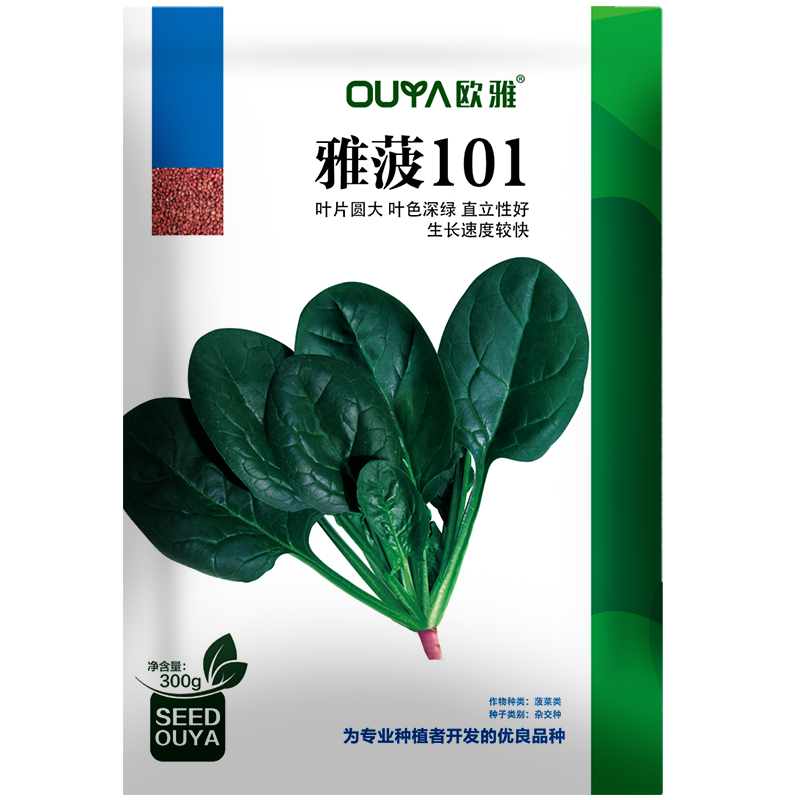 耐寒菠菜种子红根直立圆叶深绿油亮春秋越冬露地趴地菠菜种籽