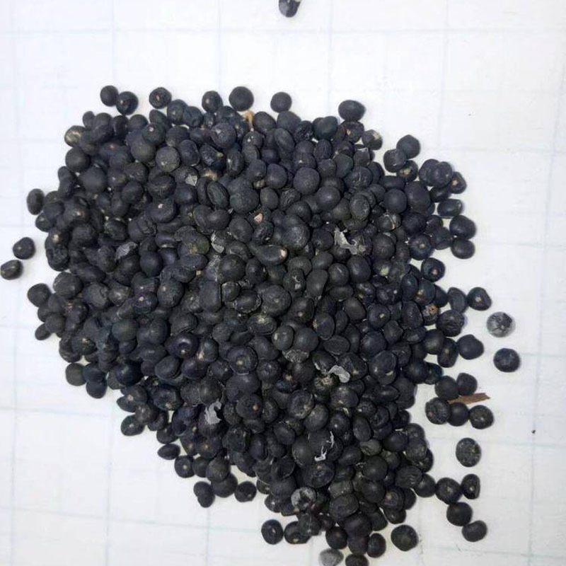 UC157F2芦笋种子早熟绿笋抗病原装进口春秋种植