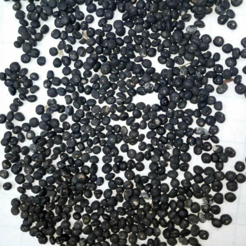 UC157F2芦笋种子早熟绿笋抗病原装进口春秋种植