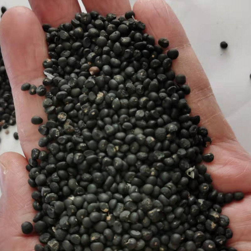 UC157F2芦笋种子早熟绿笋抗病原装进口春秋种植