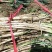 贵州大葱铁杆大葱基地一手货源全国发货可视频