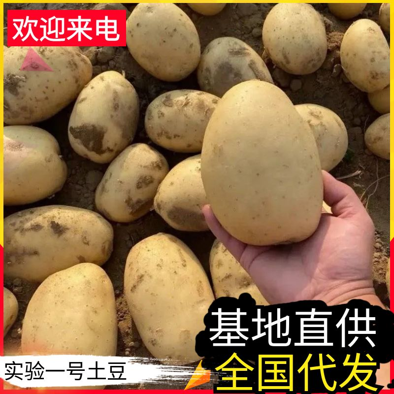 《实验1号土豆》内蒙古土豆&黄皮黄心土豆/大吨位全国代发