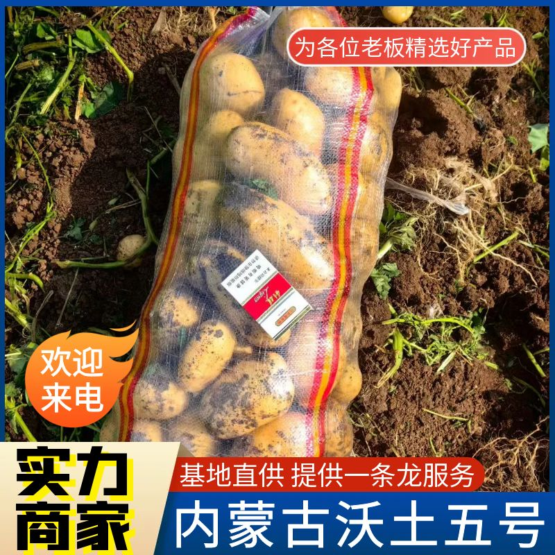《精选》沃土五号&沃土5/内蒙古土豆/黄皮黄心/全国发货