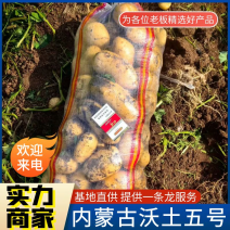 《沃土五号》内蒙土豆&沃土5/黄皮黄心/产地代发全国市场
