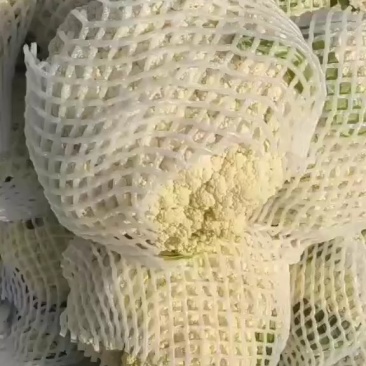 有机花菜松花菜量大质优价格优惠基地直销欢迎采购