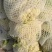 有机花菜松花菜量大质优价格优惠基地直销欢迎采购