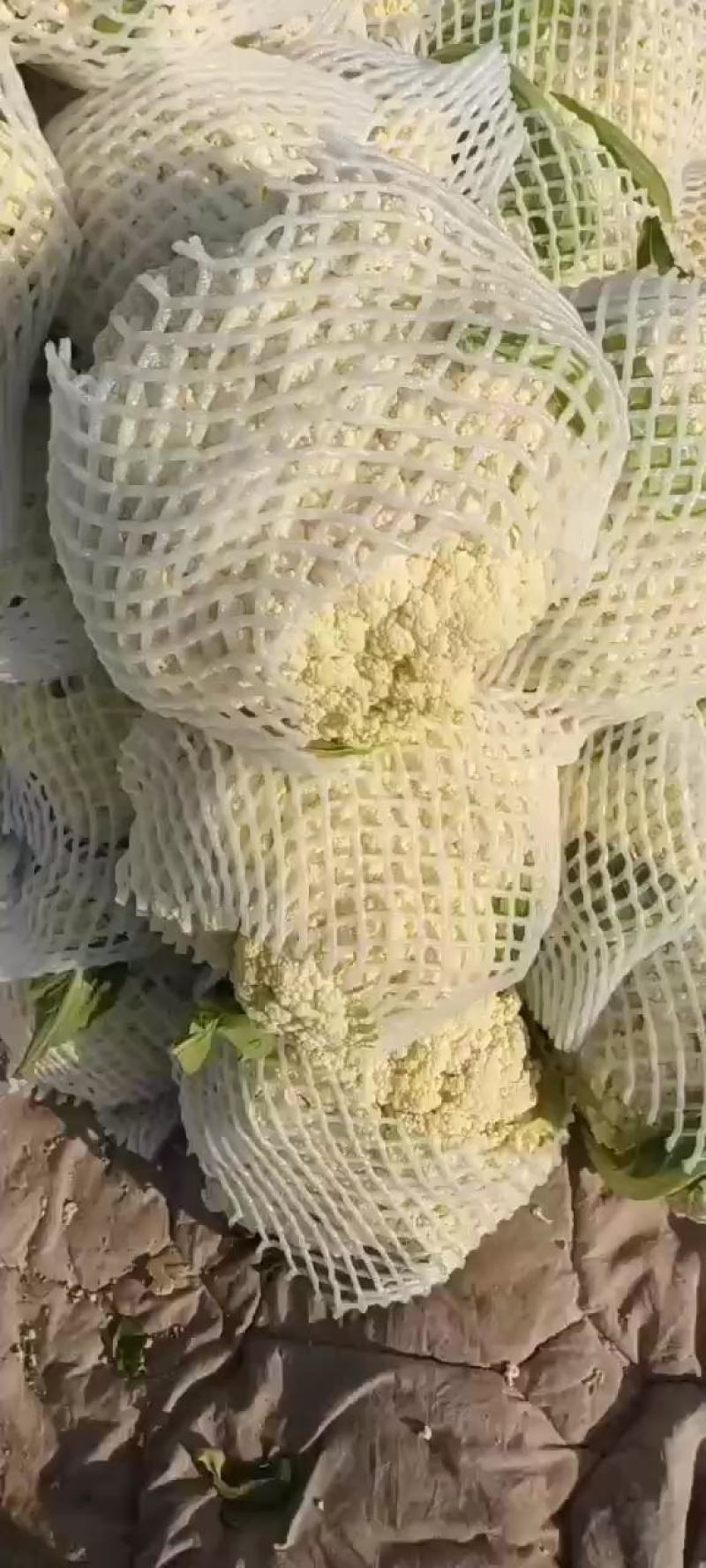 有机花菜松花菜量大质优价格优惠基地直销欢迎采购
