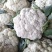 有机花菜松花菜量大质优价格优惠基地直销欢迎采购