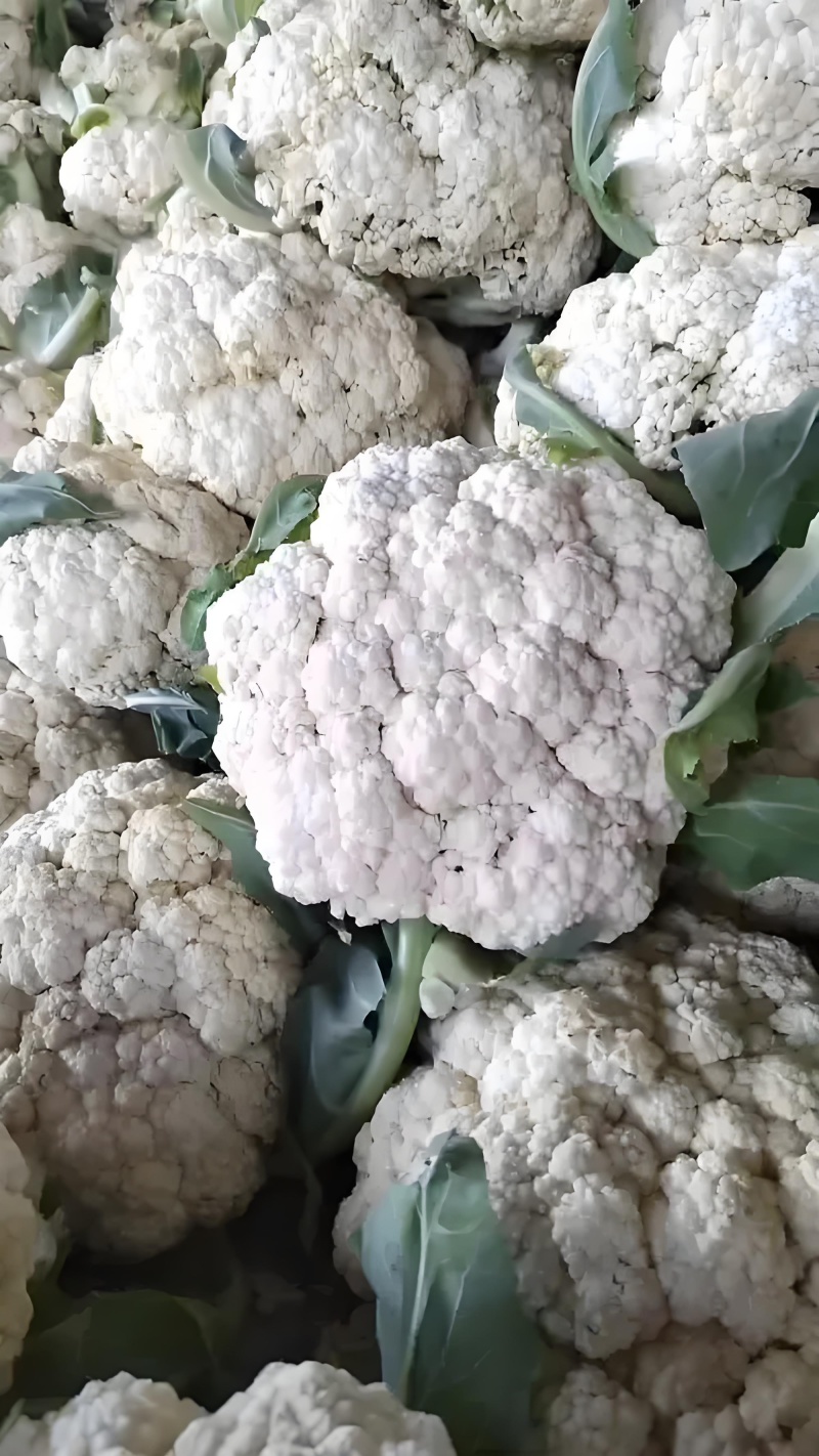 有机花菜松花菜量大质优价格优惠基地直销欢迎采购