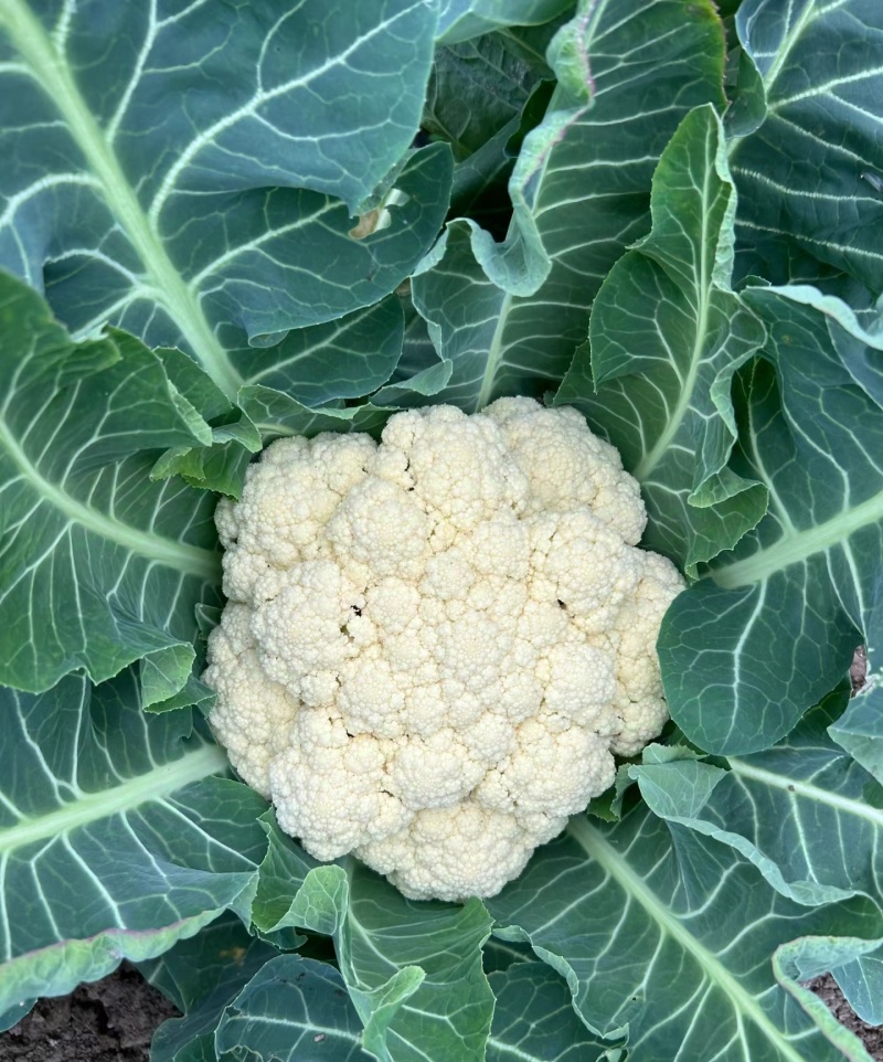 有机花菜松花菜量大质优价格优惠基地直销欢迎采购