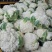 有机花菜松花菜量大质优价格优惠基地直销欢迎采购