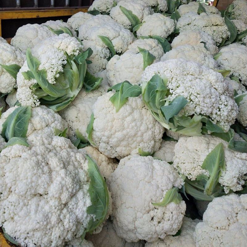有机花菜松花菜量大质优价格优惠基地直销欢迎采购