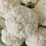 有机花菜松花菜量大质优价格优惠基地直销欢迎采购