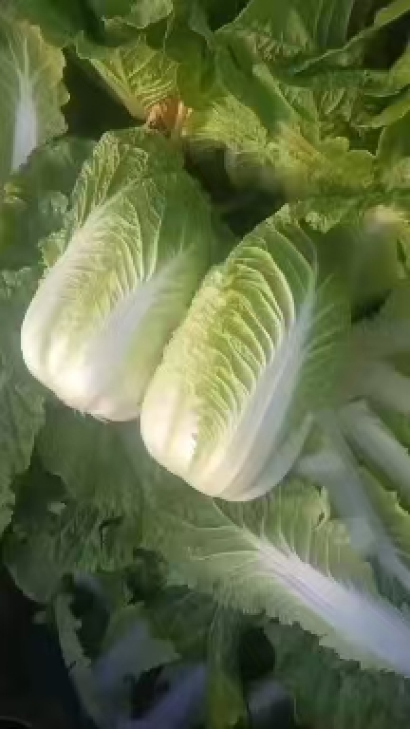 【热销】黄心白菜基地直销量大质优支持视频看货欢迎采购