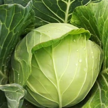 包菜甘蓝圆包菜基地直销量大质优价格优惠欢迎咨询采购