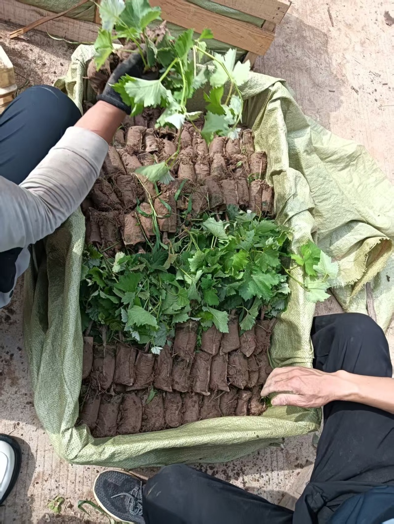【葡萄苗】阳光玫瑰，茉莉香，巨峰等葡萄苗