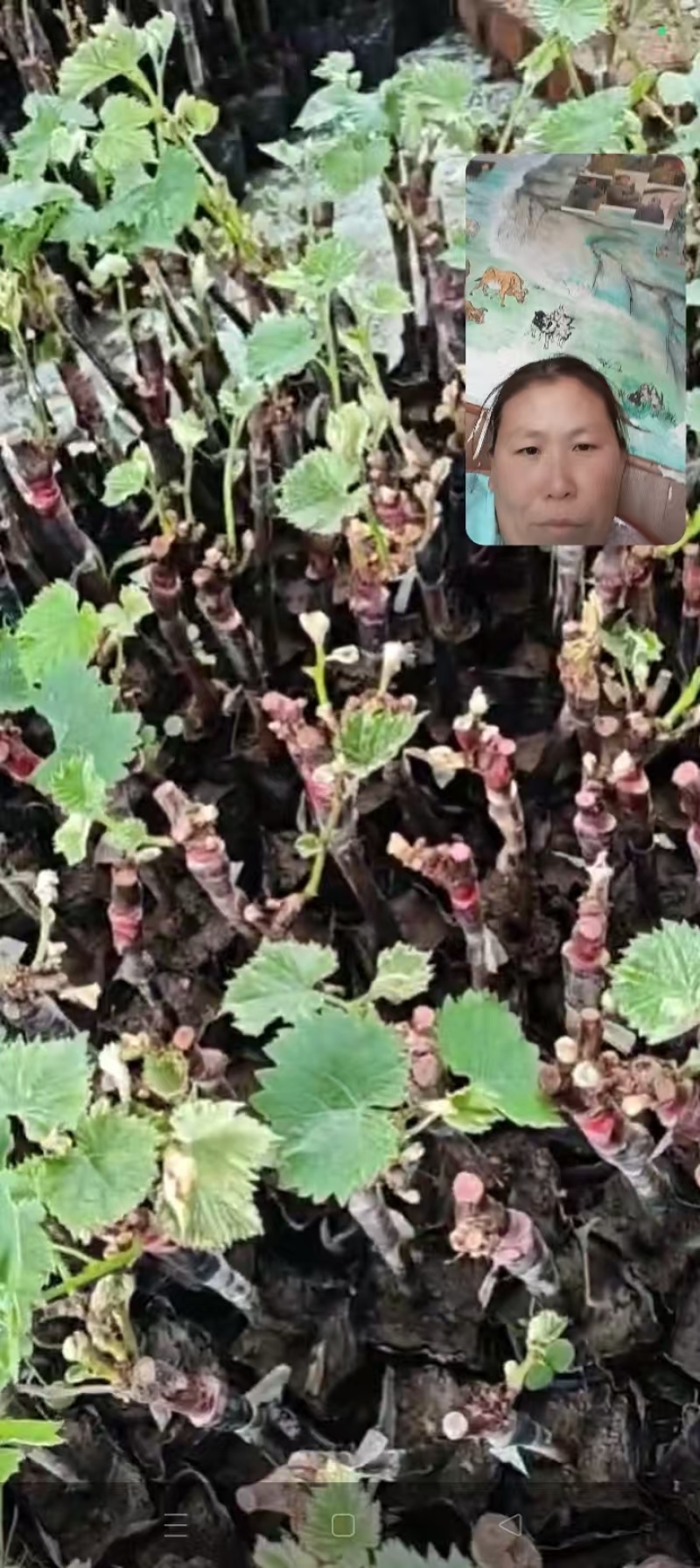 【葡萄苗】阳光玫瑰，茉莉香，巨峰等葡萄苗